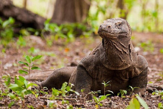 Komodo Island Adventure from Bali (Day Trip) - Key Highlights at a Glance