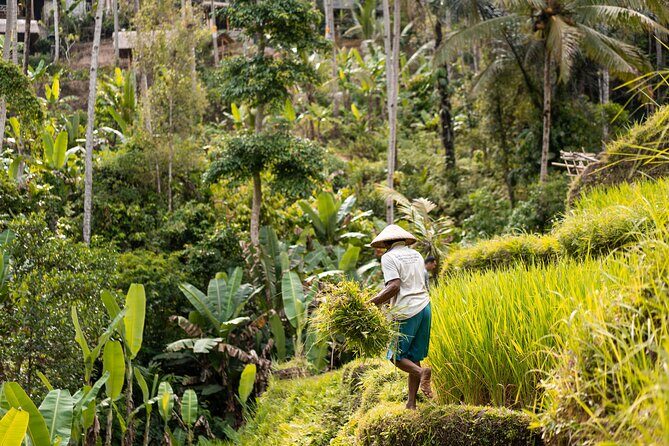 Private Customized Trip to Ubud - A Ubud day you can steer from start to finish