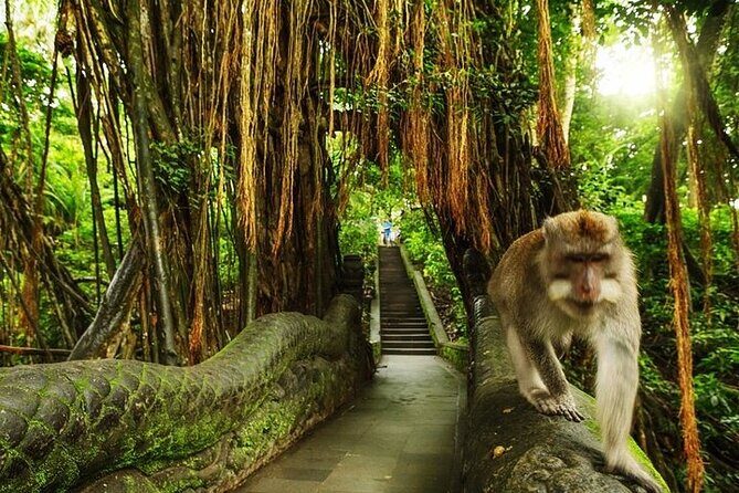 Private Day Tour In Ubud With Jungle Swing All Inclusive - Why this private Ubud route beats DIY driving