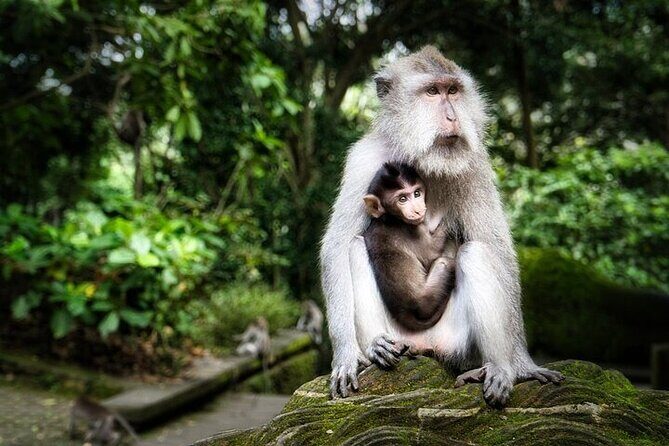 Private Day Tour In Ubud With Jungle Swing All Inclusive - Pickup and timing: how the 8 hours plays out in real life