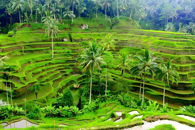 Private Half Day-Tour: Ubud Art Village Trip - Puri Saren Palace on Jalan Raya Ubud: easy to orient, worth the stop