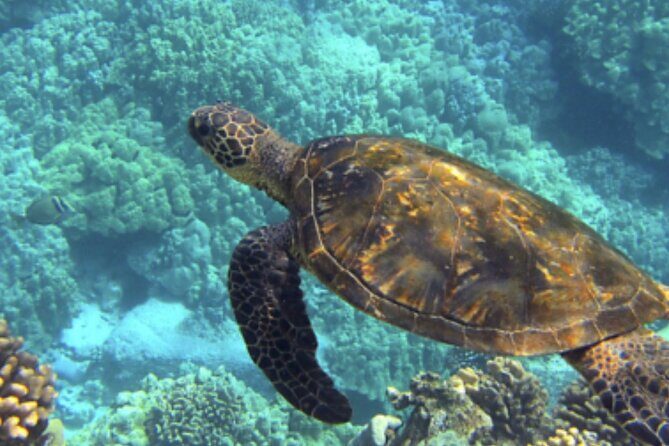 Private Snorkeling from Nusa Penida - Gamat Bay and Crystal Bay: Reefs, Fish, and Better Underwater Time