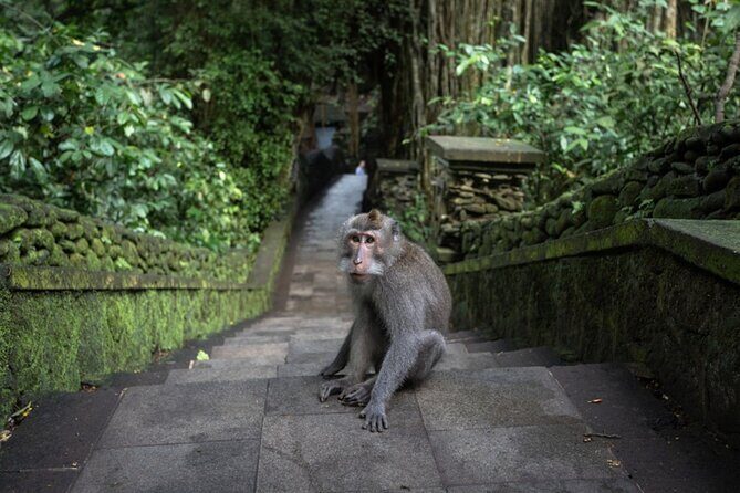 Private Ubud Day Tour Waterfalls Sacred Monkeys and Rice Fields - Entering Bali’s Story: Barong Dance & Fire at Sahadewa