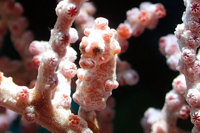 Scuba Diving Gili Tepekong & Mimpang 2 dives for certified divers - Getting from Kuta area to Padangbai: timing and the ride that comes with it