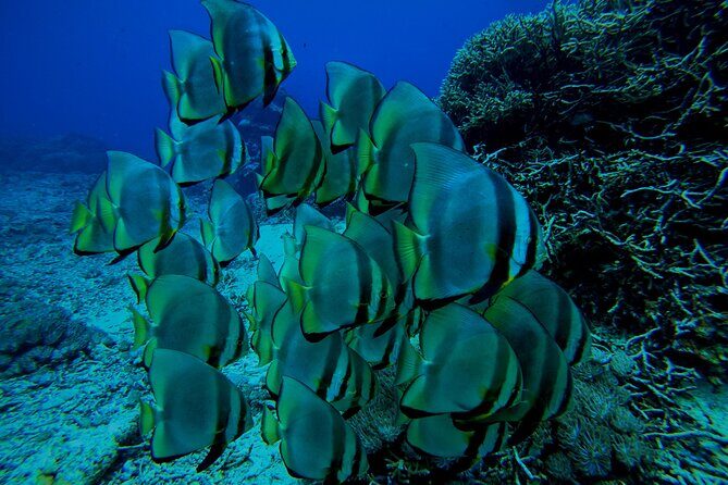 Snorkeling Day Trip to Nusa Lembongan and Nusa Penida - Who this tour suits best (and who should skip it)