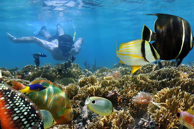 Snorkeling in Blue Lagoon Padang Bai Bali : Snorkel in the clear blue waters - Key things to know before you go