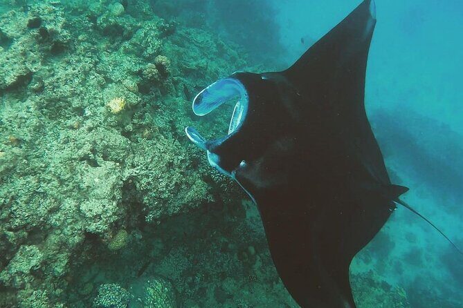 Snorkeling In Nusa Penida Departing From Bali Island - Getting to Sanur: the calm before the fast boat
