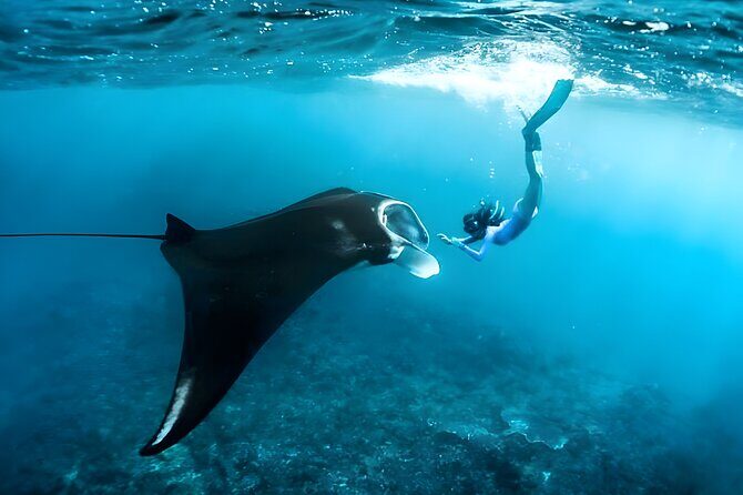 Snorkeling in Wall Point, Gamat Bay and Manta Bay: Nusa Penida Island - Gamat Bay: the fish-and-coral stop that rounds out the trip