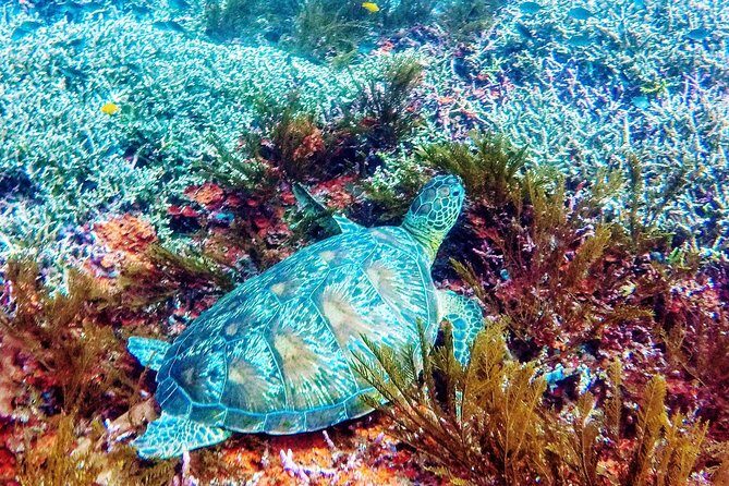 Snorkeling Package at Padang Bai Blue Lagoon - Getting Your Gear Without Stress (and What to Bring)