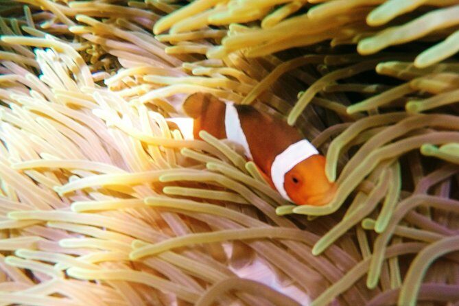 Snorkeling Package at Padang Bai Blue Lagoon - The Traditional jukung Boat Ride: Yes, It’s Part of the Experience