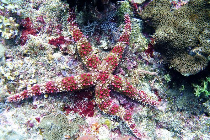 Snorkeling Package at Tulamben Liberty Shipwreck - Your second snorkel at 1:00 PM: more time to look closely