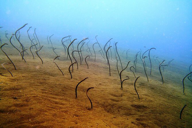 Snorkeling Package at Tulamben Liberty Shipwreck - Food, drinks, and the day’s pacing: small comforts, big impact