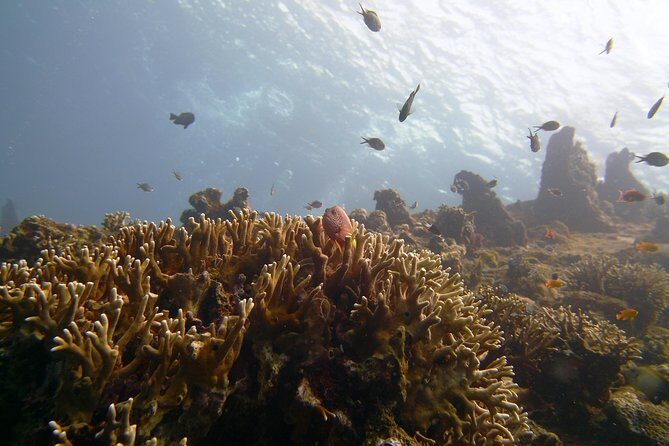 Snorkeling Package at Tulamben Liberty Shipwreck - Your first snorkel: settling in at the USS Liberty Wreck