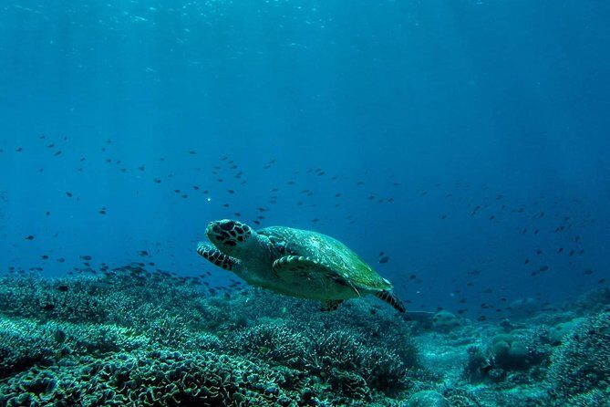 Snorkeling Trip Nusa Penida Bali - The morning logistics: pickup, boat ride, and what to expect at sea