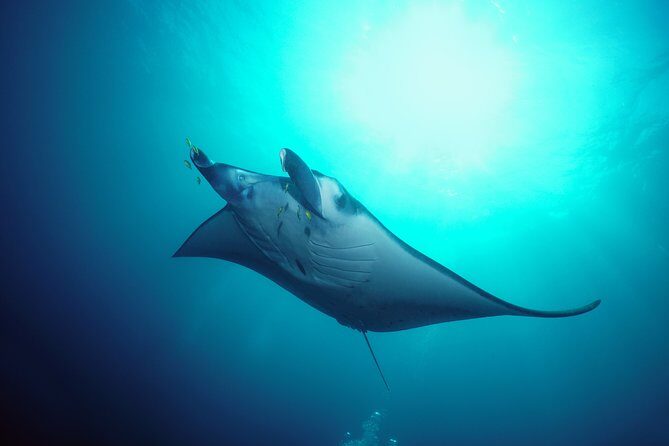 Snorkelling with Manta Rays at Nusa Penida and Lembongan - What’s included (and what that saves you money on)