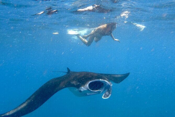 Swim with Manta Rays: Snorkeling Day Trip from Bali - Key things worth knowing before you go