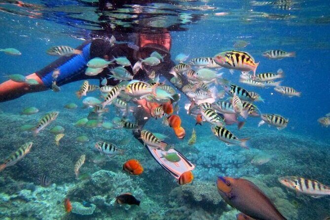 Swim with Manta Rays: Snorkeling Day Trip from Bali - Manta Bay swim: the main event, with the crowd factor