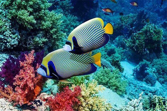 Tour Gate of Heaven at Lempuyang Temple - Blue Lagoon Snorkeling with lunch - Transportation and timing: why the $51 price can make sense