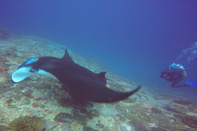 Try Diving in Manta Point - Nusa Penida - Your day on the water: Manta Point, Crystal Bay, and a north drift site