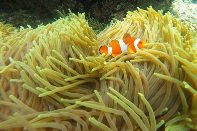 Try Scuba Diving at Padang Bai - Who This Experience Fits Best