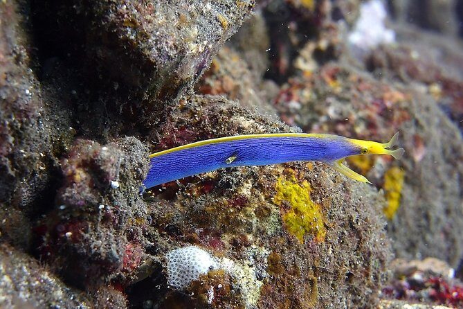 Try Scuba Diving at Tulamben Shipwreck - Price and value: what $104.90 actually includes
