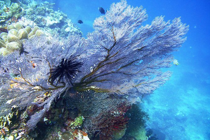 Try Scuba Diving at Tulamben Shipwreck - Comfort, eligibility, and the things you shouldn’t skip