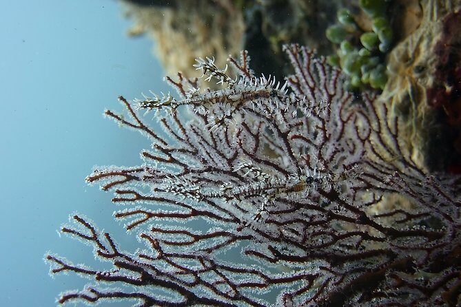 Try Scuba Diving at Tulamben Shipwreck - What the day feels like on the ground (practical expectations)