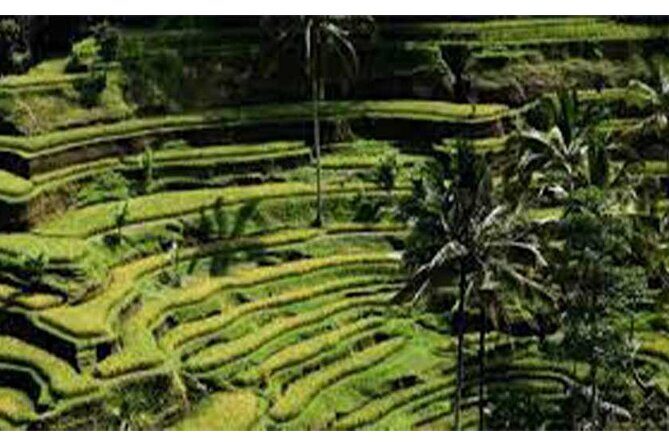 Ubud ATV Quad Bike, Monkey Forest and Rice Terrace - Ubud ATV day: why the whole route makes sense