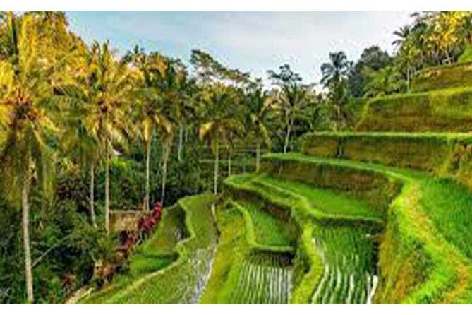 Ubud ATV Quad Bike, Monkey Forest and Rice Terrace - Sacred Monkey Forest Sanctuary: what you’re actually seeing