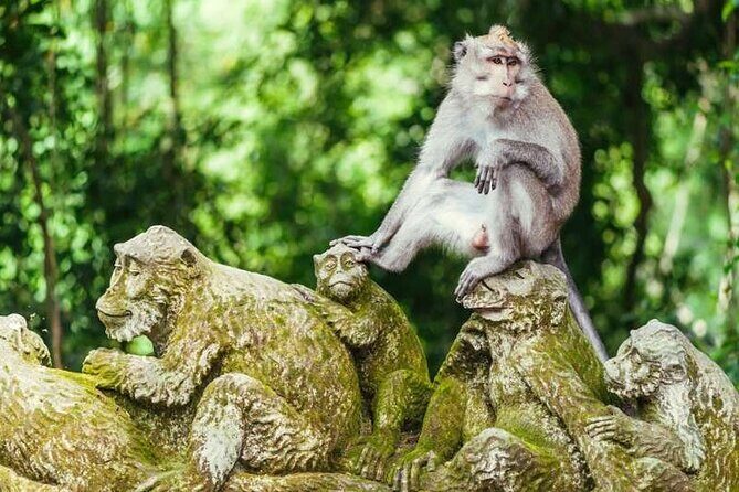 Ubud Full Day Tour Waterfall Monkey Forest Rice Terrace - Tegallalang Rice Terraces: Views Plus Human Scale