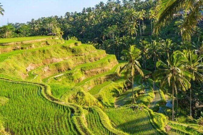 Ubud Full Day Tour Waterfall Monkey Forest Rice Terrace - The Driver Factor: When Guidance Turns Stops into Stories