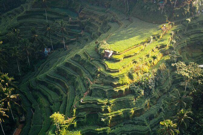 Ubud Iconic Full Day Tour Monkey Forest Rice Terraces Waterfalls - Tegallalang Rice Terrace: famous for a reason, but plan for stairs and crowds