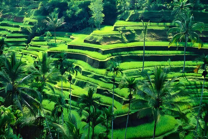 Ubud Night Half Day Trip with Legong Dance Performance - Stop 3: Ubud Palace (Puri Saren Ubud) without the stress