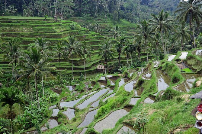 Ubud private tours - Ceking Rice Terrace: views plus working farmers