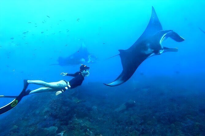 West Nusa Penida Island Snorkeling Tour - From Bali Island - What You’re Really Paying for in This West Nusa Penida Tour
