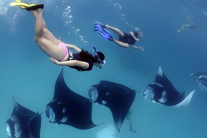 West Nusa Penida Island Snorkeling Tour - From Bali Island - Driver and Guide Quality: Why Logistics Matter on Penida