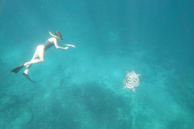 West Nusa Penida With Snorkeling Private Guided Tour - Gamat Bay: Coral Reefs and the Palm-Feeding Moment